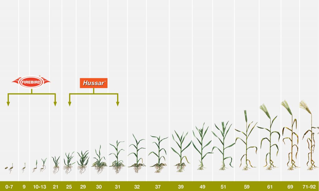 Barley Weeds Spray Programme 2020