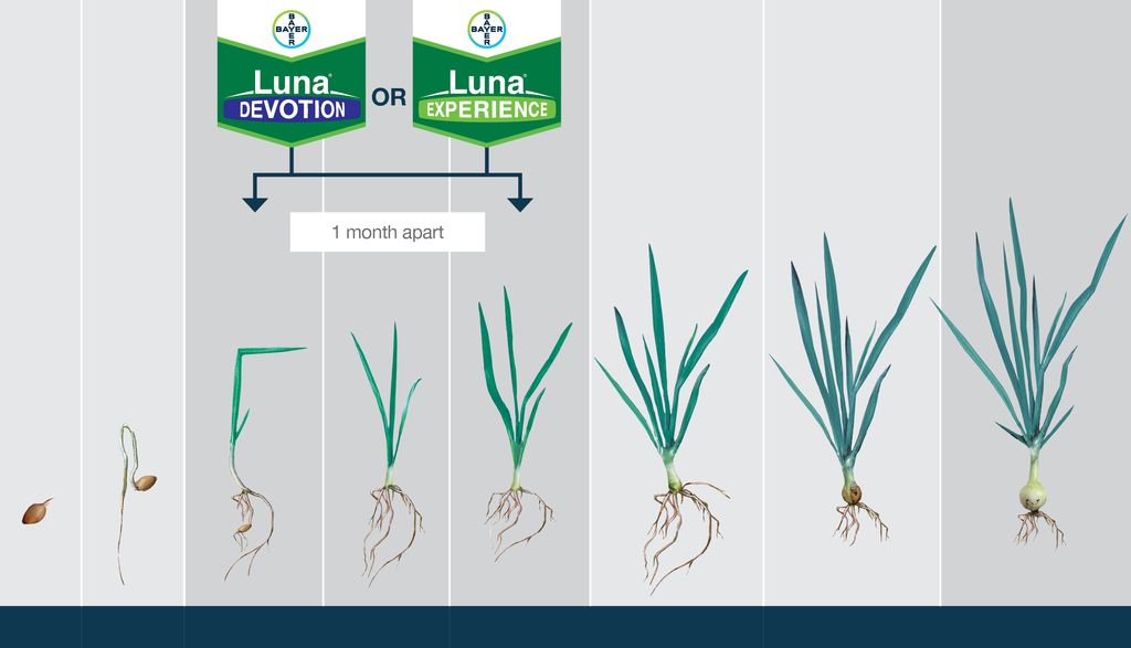Spray Programme for Diseases - Onion by Bayer