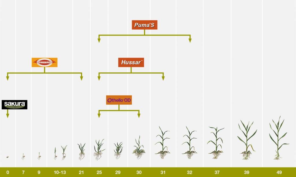 Growth Chart Wheat Weeds Sakura Firebird Puma S Hussar Othello OD