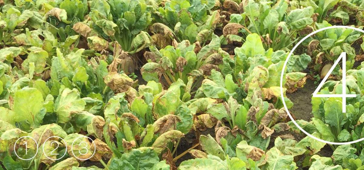 Beet Solutions - Bayer Crop Science New Zealand