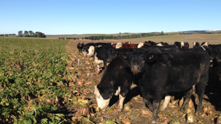 Gareth Isbister, North Otago