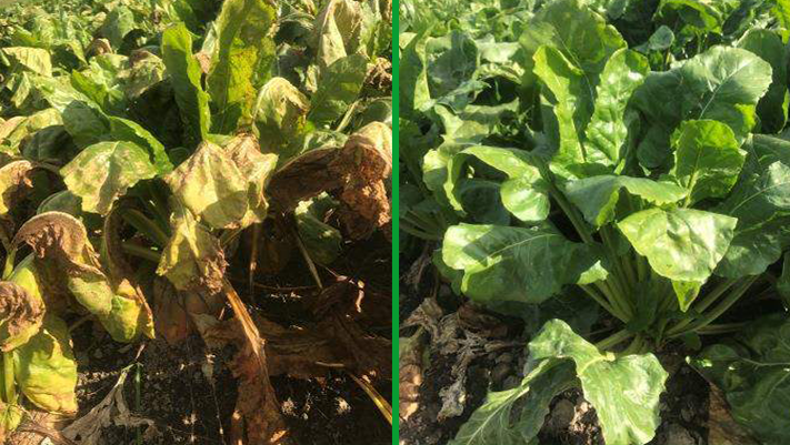 Escolta trial untreated vs treated