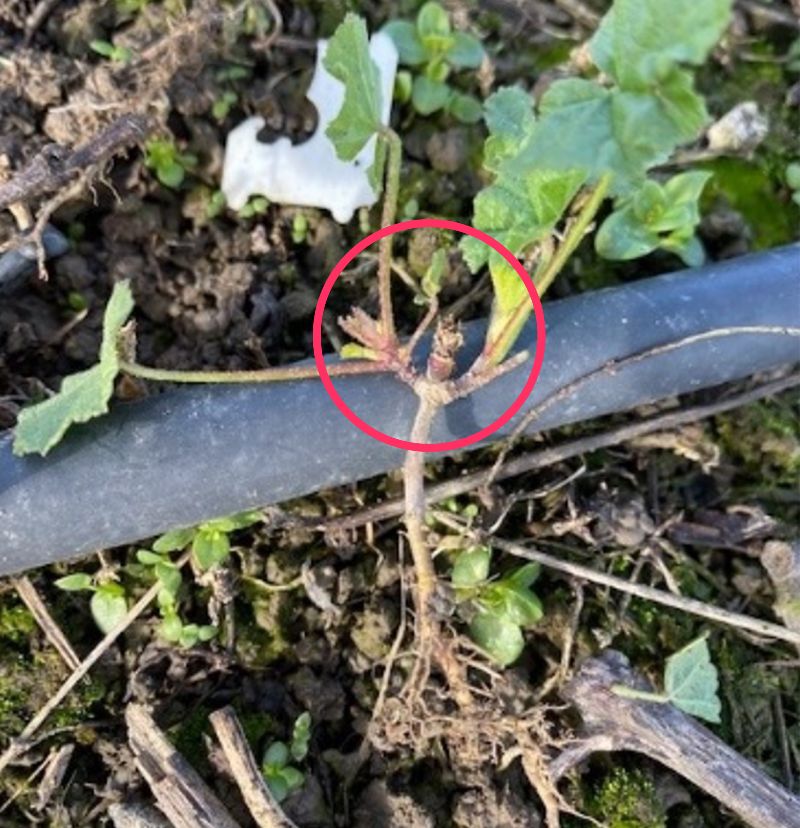 Alion for mallow control
