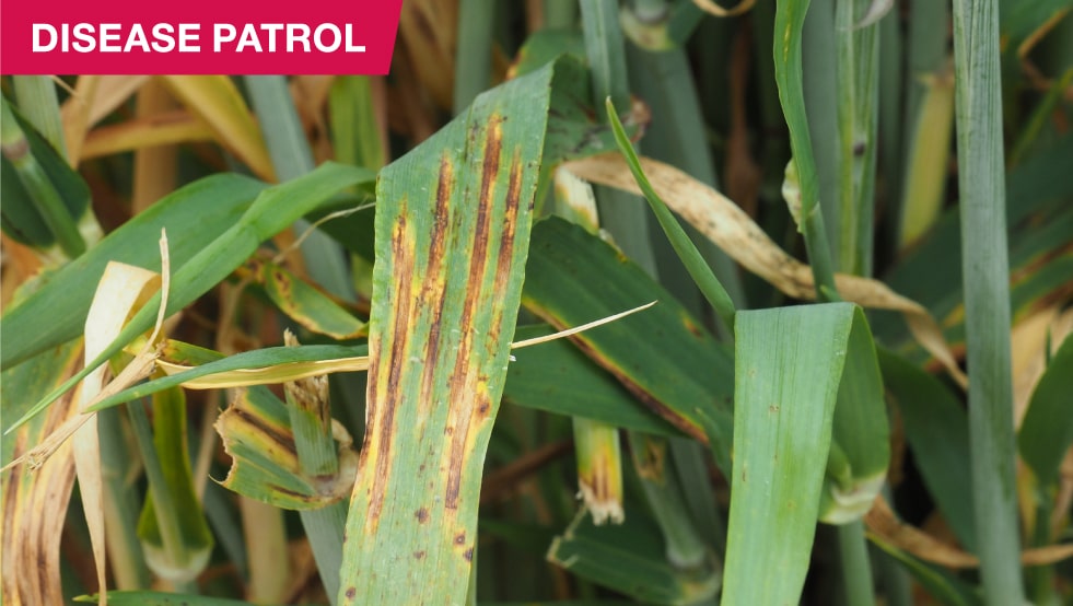 Bayer Disease Patrol