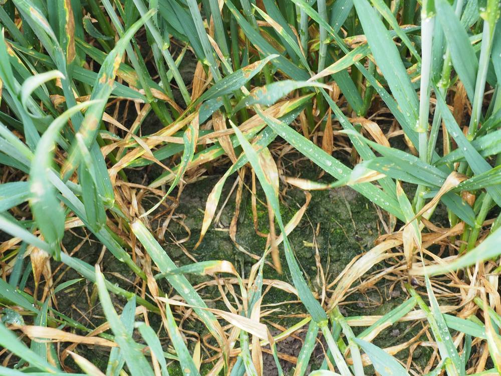 Speckled Leaf Blotch G32 Prosaro Bayer