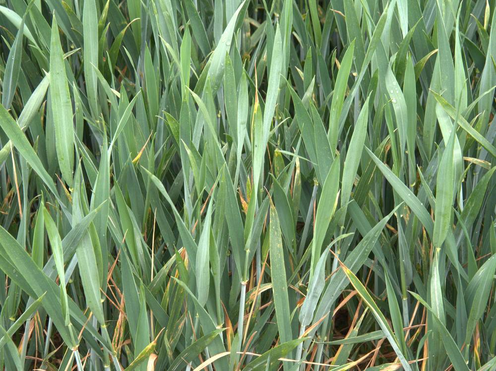 Speckled Leaf Blotch G32 Prosaro Bayer