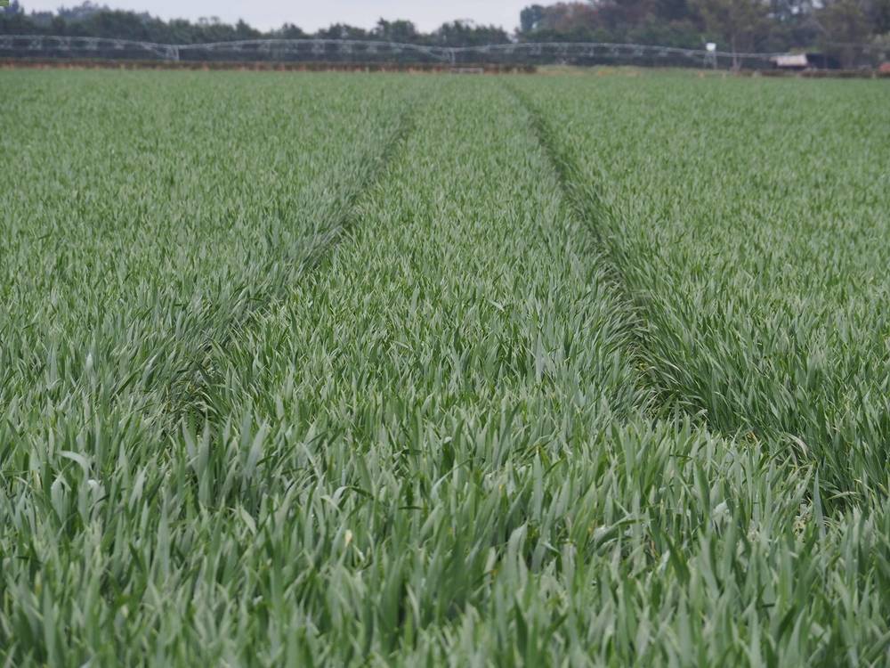 Speckled Leaf Blotch G32 Prosaro Bayer