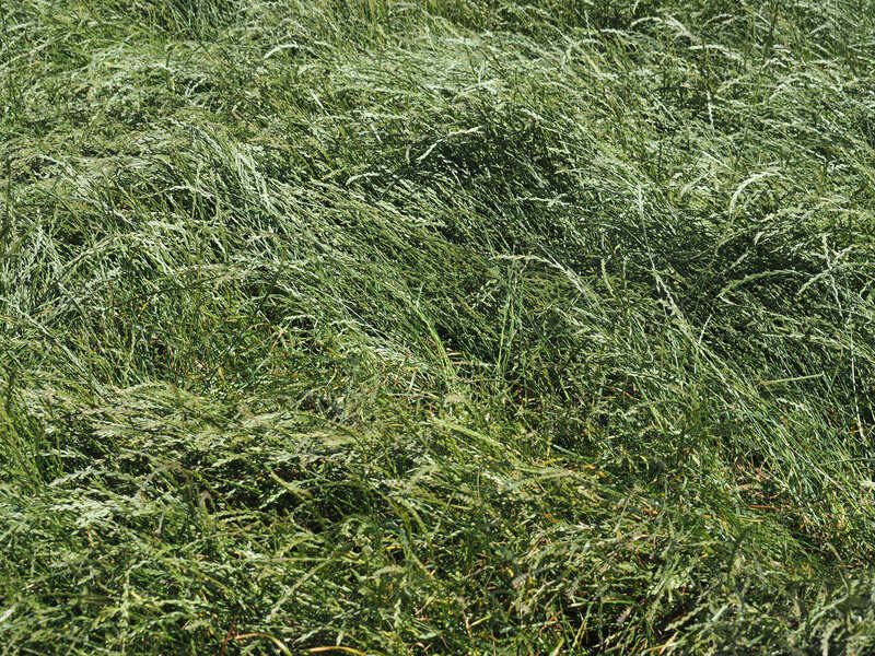 A ryegrass seed crop being grown in Canterbury