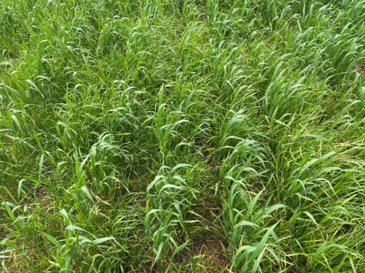 An Australian paddock in 2023 showing what can happen when even the best strategies to control ryegrass go wrong!