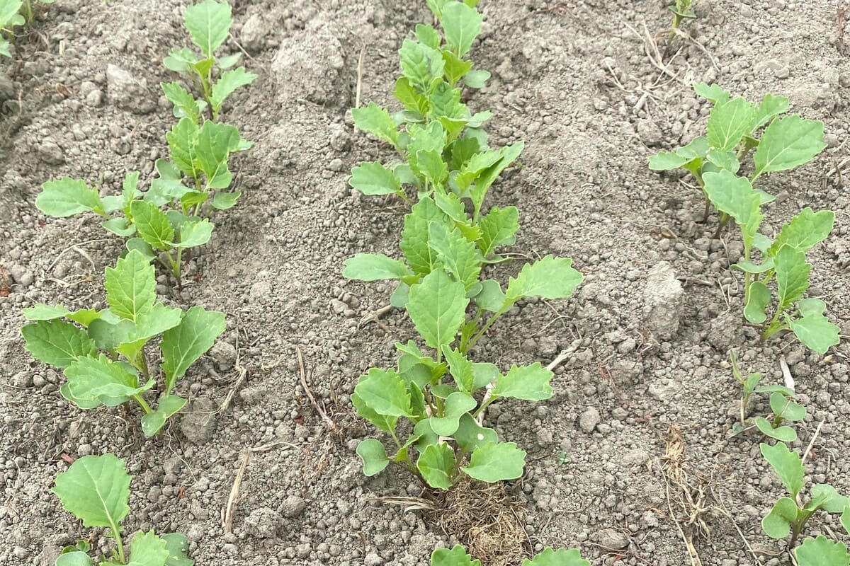 SIVANTO prime – now there’s no escape for destructive establishment pests in forage crops