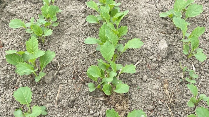 SIVANTO prime – now there’s no escape for destructive establishment pests in forage crops