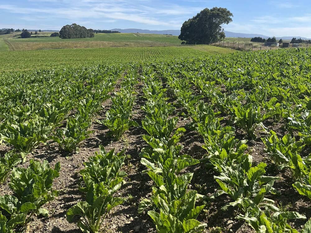 Conviso ONE after 17th January