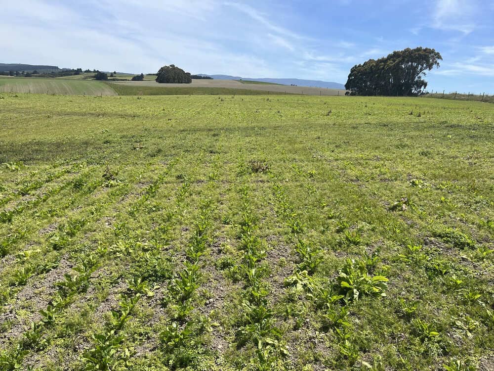 Conviso ONE before 18th December