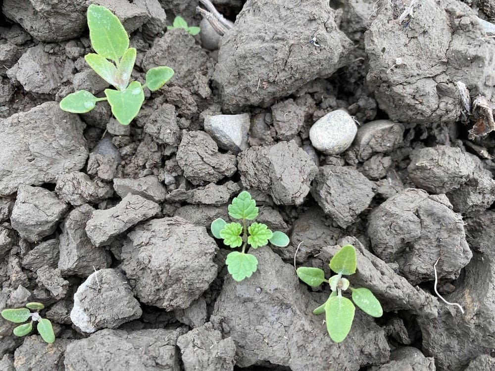 CONVISO ONE - weeds at the correct growth stage_page