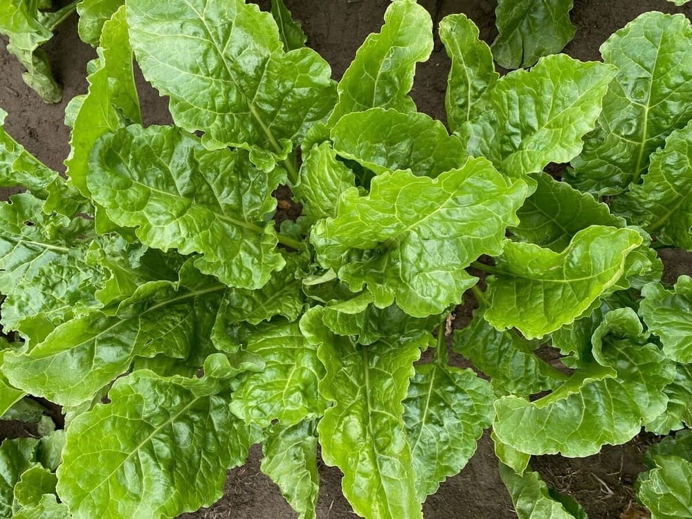 Beet and Conviso ONE