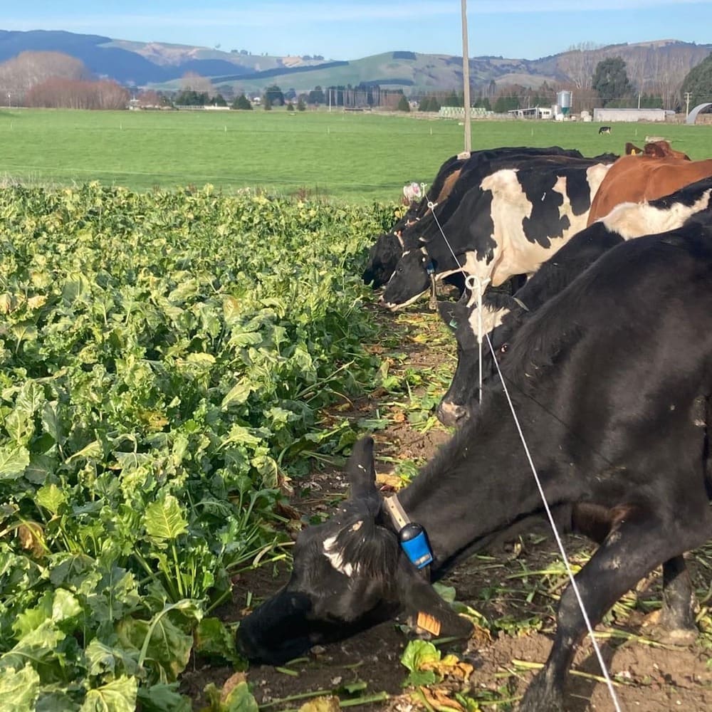 Cows grazing on beet in Otago