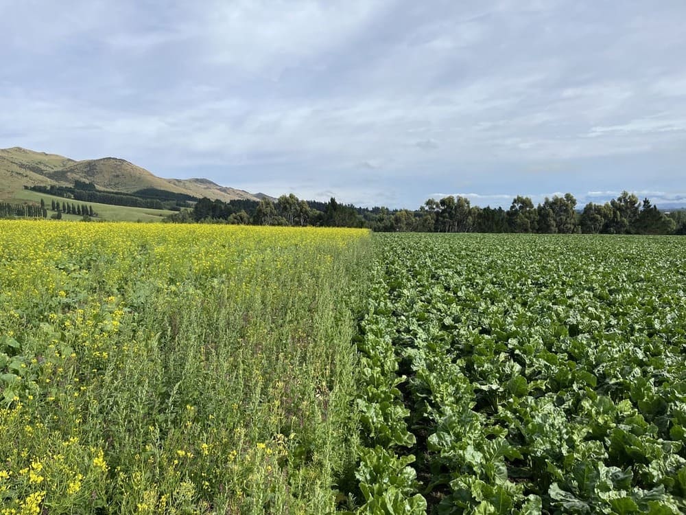 Untreated vs treated beet in Southland