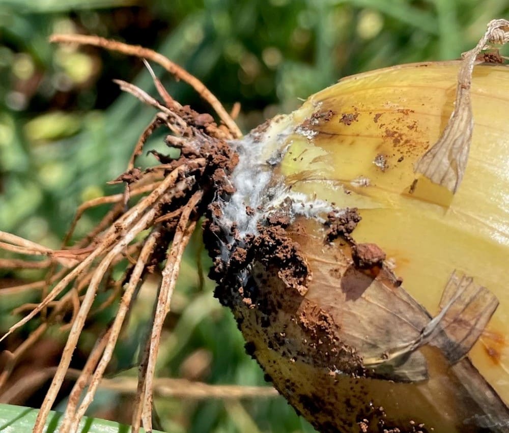Introduced to Onion growers in 2024, Luna® Experience fungicide continued to deliver the standard for Onion White Rot control, set by its predecessor, Luna Devotion.