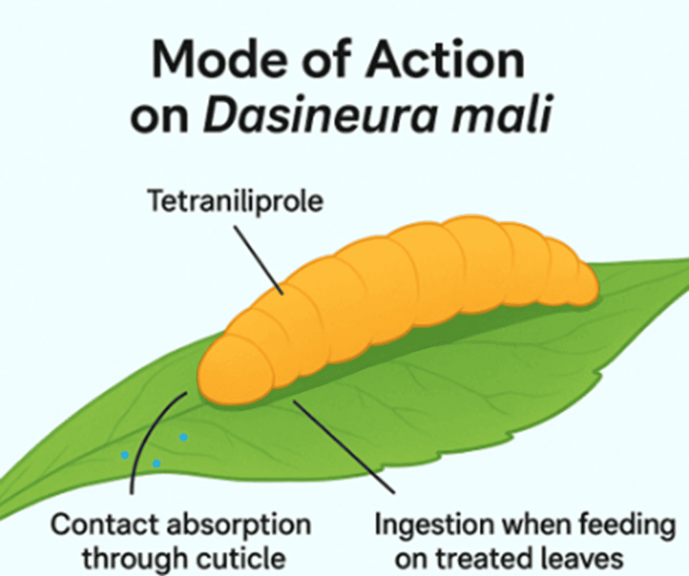 Mode of Action on Dasineura mali