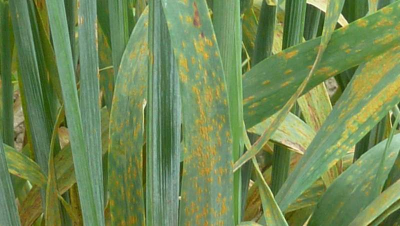 Crown Rust on Oats