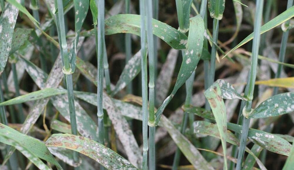 Powdery Mildew Barley