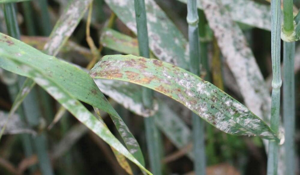 Powdery Mildew Barley