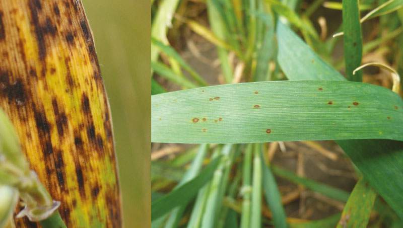 Ramularia Leaf Spot Barley