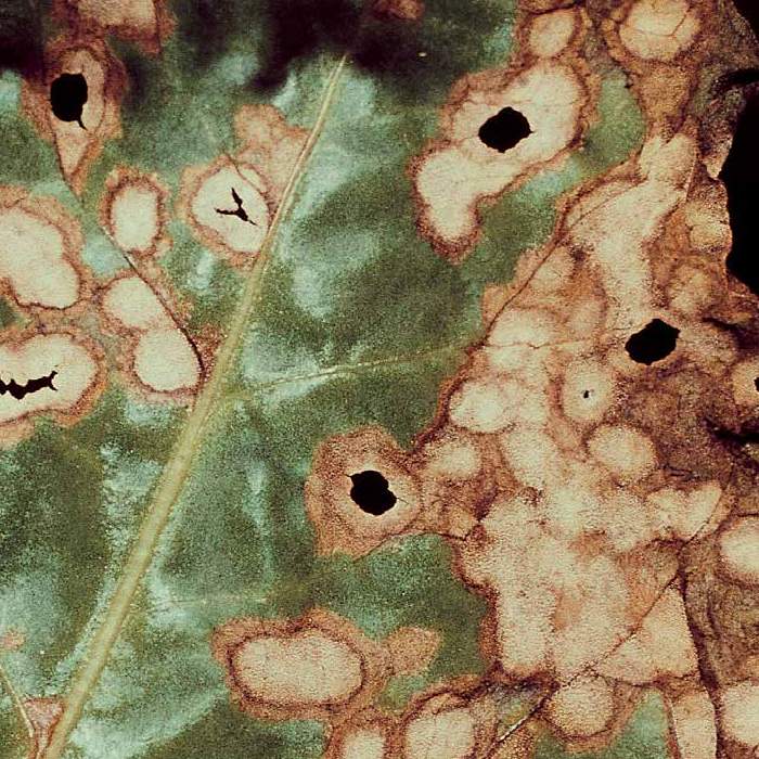 Ramularia infection beet
