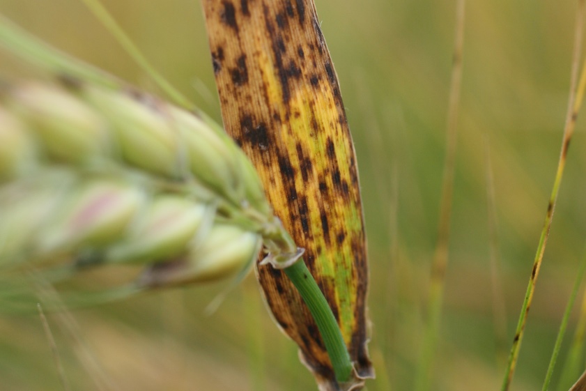 Ramularia Leaf Spot - Barley