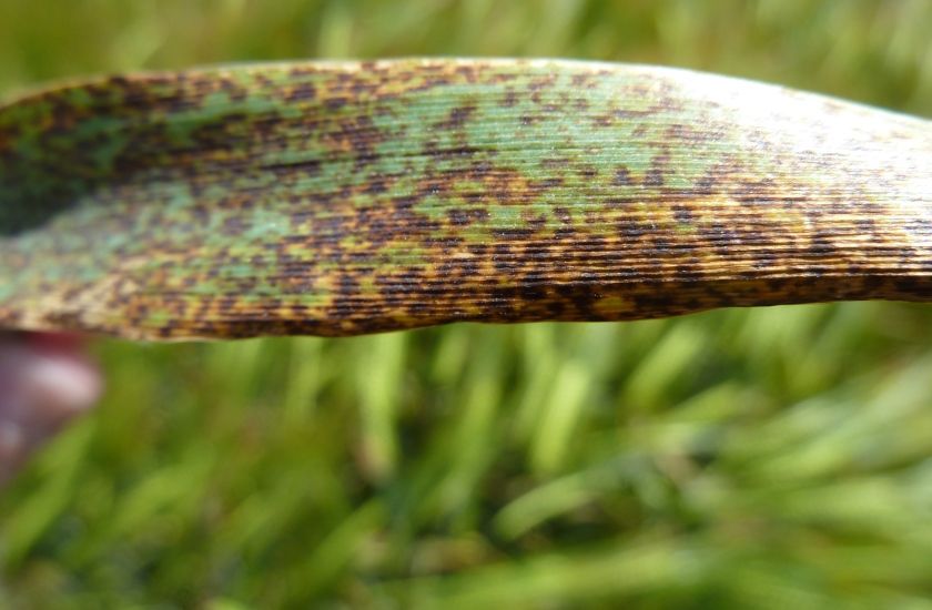 Ramularia Leaf Spot - Barley