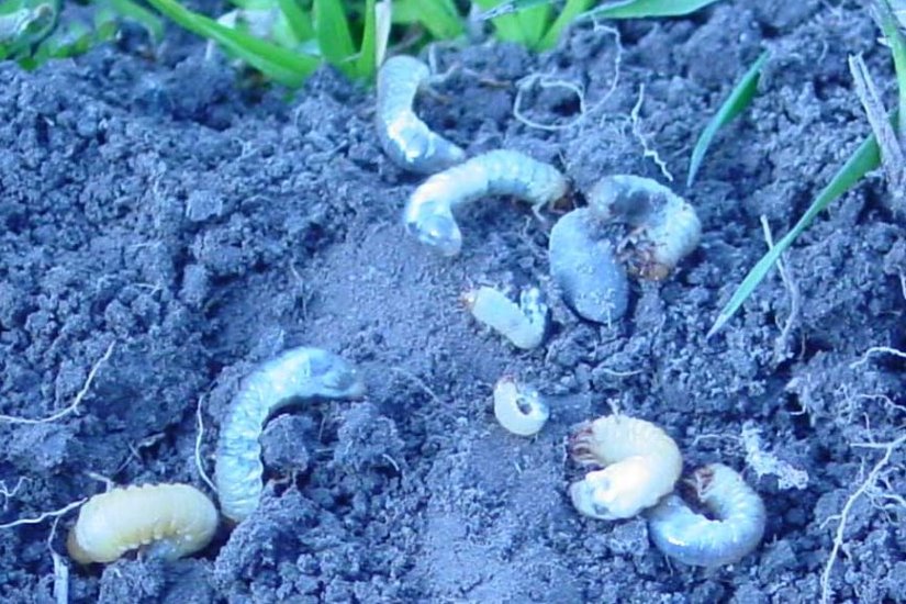 Grass Grub Larvae