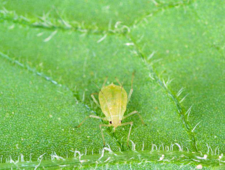 Green Peach Aphid