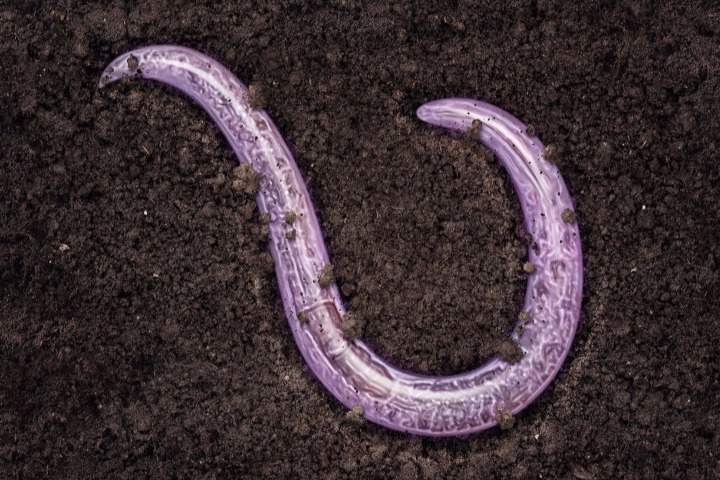 Nematodes
