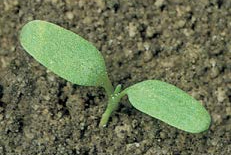 Broad-leaved dock