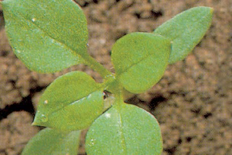 Chickweed