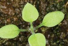 Chickweed