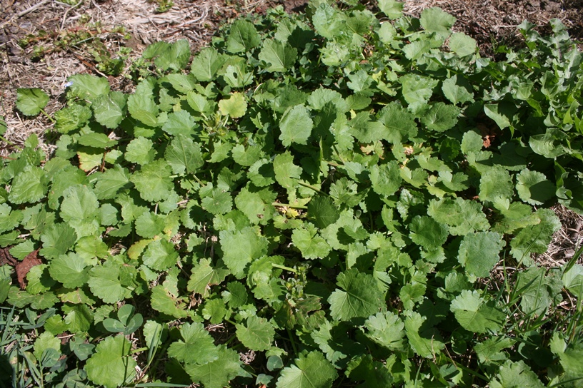 Creeping Mallow