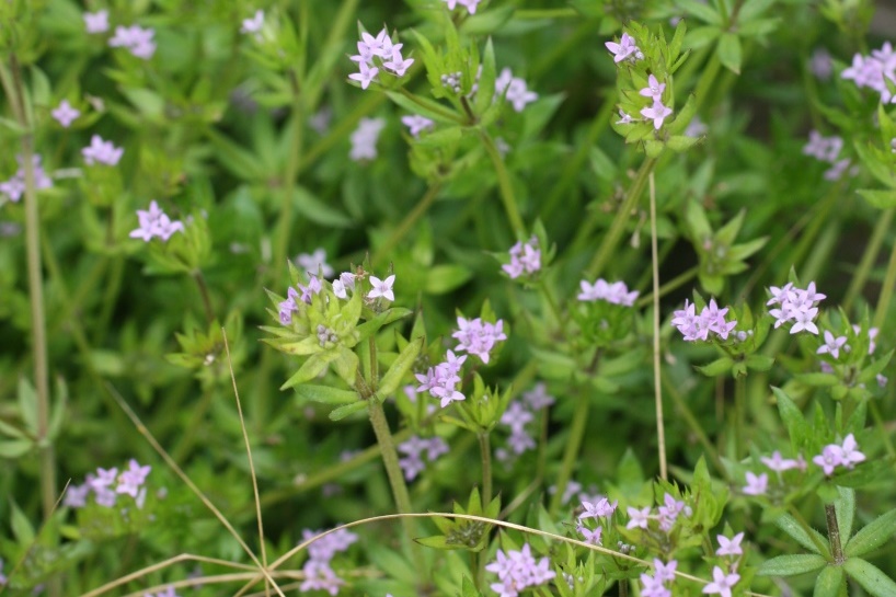 Field Madder