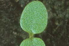 Field Pansy