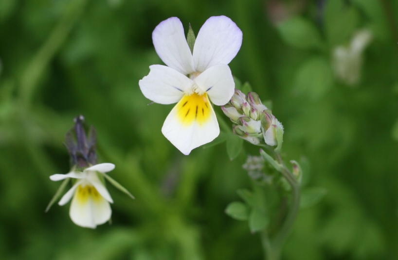 Field Pansy