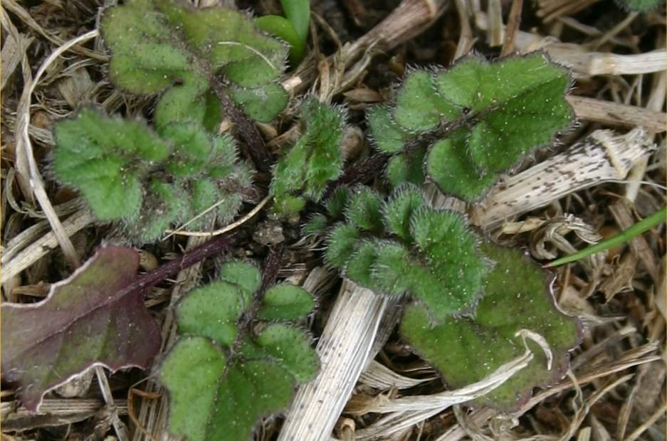 Hedge mustard seedling