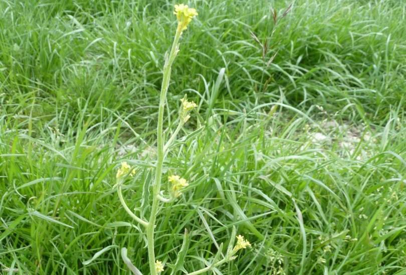 Hedge Mustard