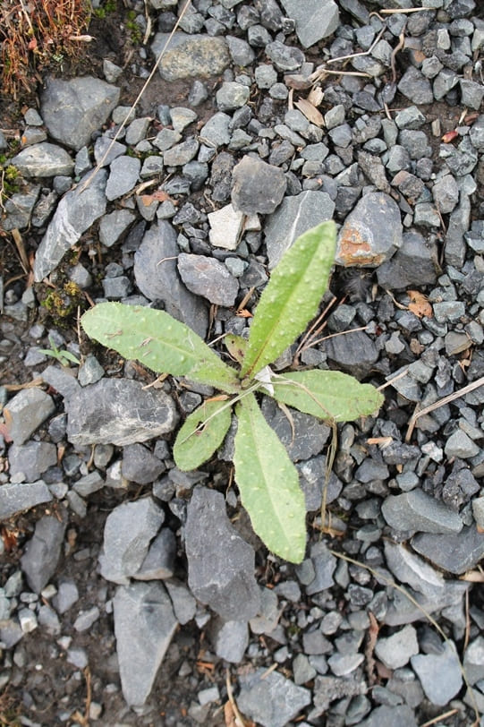 Oxtongue