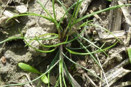Vulpia Hair Grass