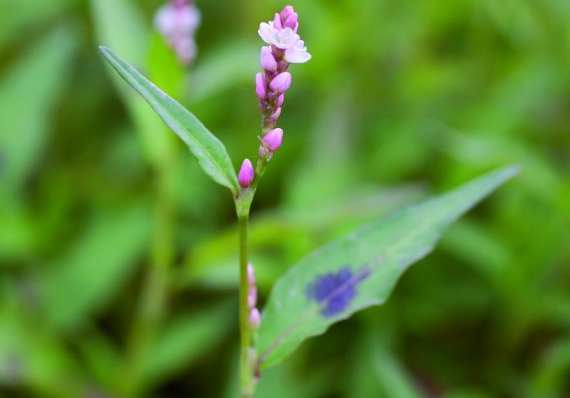 purple flower weed in lawn nz