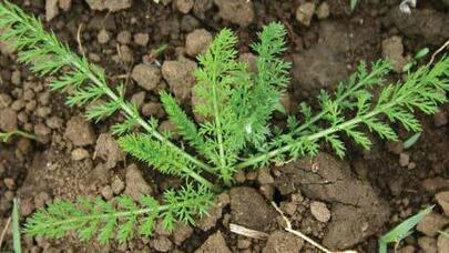 Yarrow weed