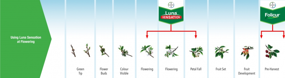 Luna Sensation Growth Chart Flowering