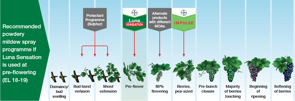 Using Luna Sensation Luna Sensation In Grapes Bayer Crop Science New Zealand Luna sensation er tillatt mot graskimmel i jordbaer pa dispensasjon fra 1. luna sensation in grapes